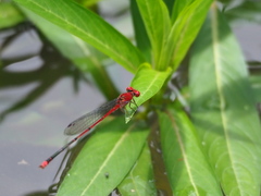 Pseudagrion pilidorsum