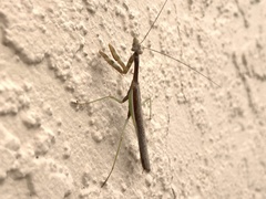 Stagmomantis limbata