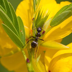 Formica fusca