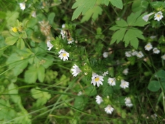 Euphrasia officinalis