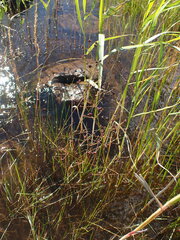 Alisma plantago-aquatica