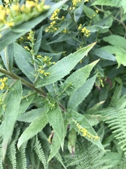 Solidago