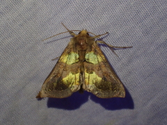 Diachrysia chrysitis