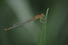 Ischnura pumilio