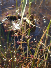 Alisma plantago-aquatica