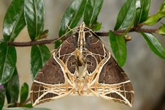 Ecliptopera rectilinea