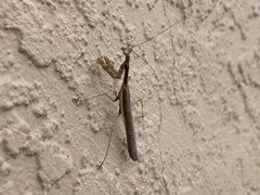 Stagmomantis limbata