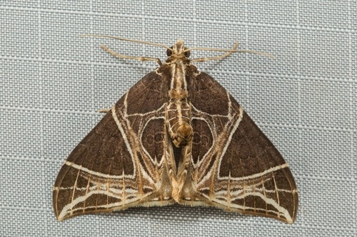 Ecliptopera rectilinea Warren, 1894