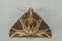 Ecliptopera rectilinea