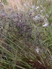 Poa alpigena