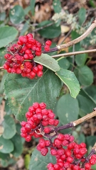 Viburnaceae