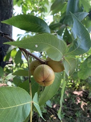 Carya ovata