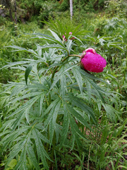 Paeonia anomala