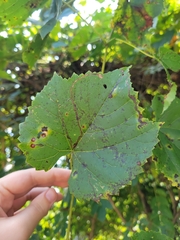 Vitis vulpina