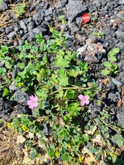 Geranium molle