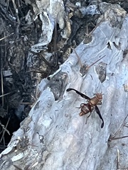 Diacrita costalis