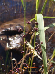 Alisma plantago-aquatica