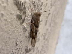 Trimerotropis pallidipennis