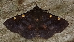 Antiblemma concinnula