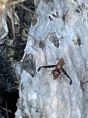 Diacrita costalis