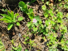 Geranium molle