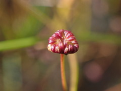 Alisma plantago-aquatica