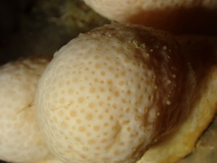 Alcyonium digitatum