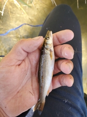 Ptychocheilus grandis