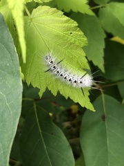 Lophocampa caryae