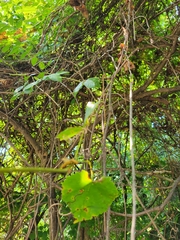 Vitis vulpina