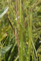 Pseudochorthippus montanus