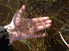Alisma plantago-aquatica