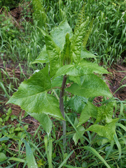 Parasenecio hastatus