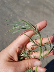 Corispermum villosum
