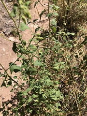 Brickellia grandiflora