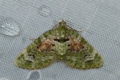 Chloroclystis rubroviridis