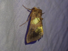 Diachrysia chrysitis