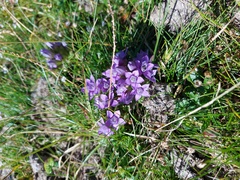 Gentianella