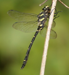Cordulegaster bidentata