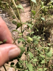 Brickellia grandiflora