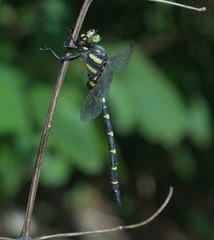 Cordulegaster bidentata