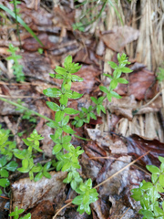 Cruciata glabra krylovii