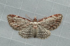 Eupithecia costalis