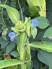 Commelina virginica