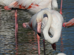 Phoenicopterus roseus