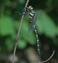 Cordulegaster bidentata