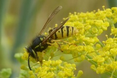 Vespula germanica