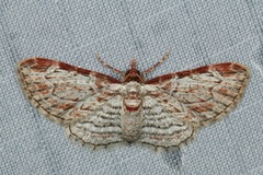Eupithecia costalis