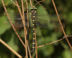 Cordulegaster bidentata