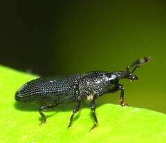 Cossoninae